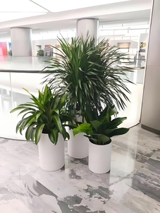 鄞州绿植租摆方案